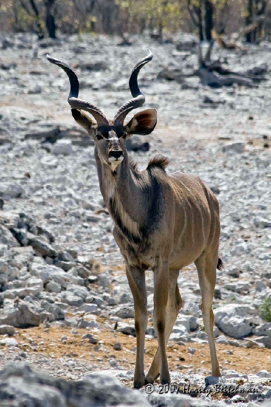 Adult Kudu 1867.jpg